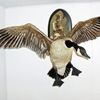Reward Offered For Finding Canada Goose Killer